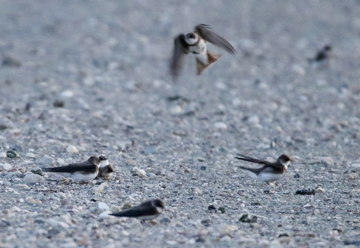 Bank Swallow - Jay & Judy Anderson