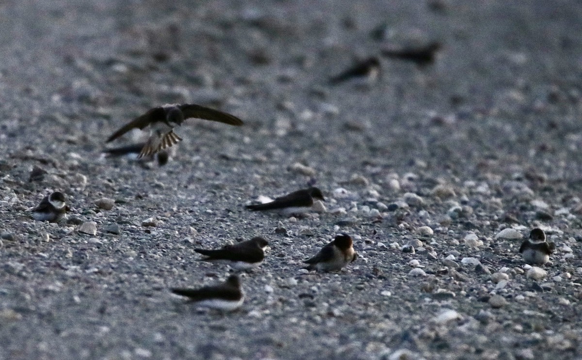 Bank Swallow - Jay & Judy Anderson