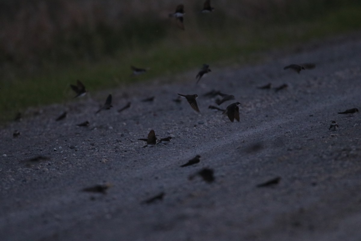 Bank Swallow - Jay & Judy Anderson