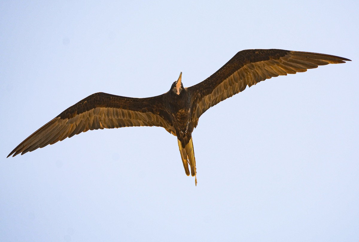 Magnificent Frigatebird - ML619512780