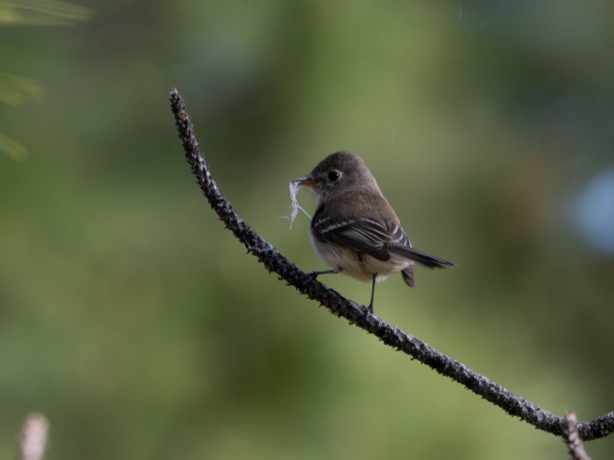 Dusky Flycatcher - Todd Ramsden