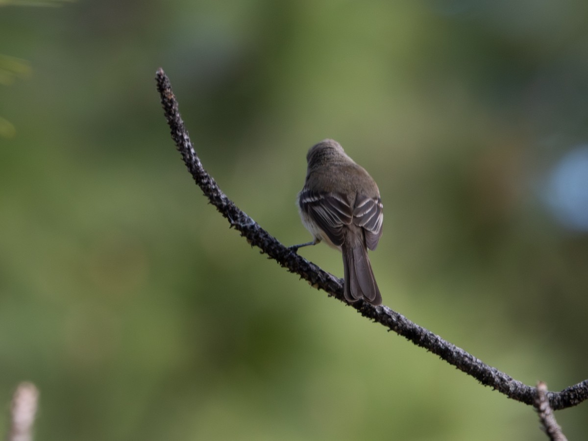 Dusky Flycatcher - Todd Ramsden