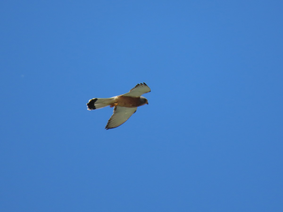 Lesser Kestrel - Doug Kibbe