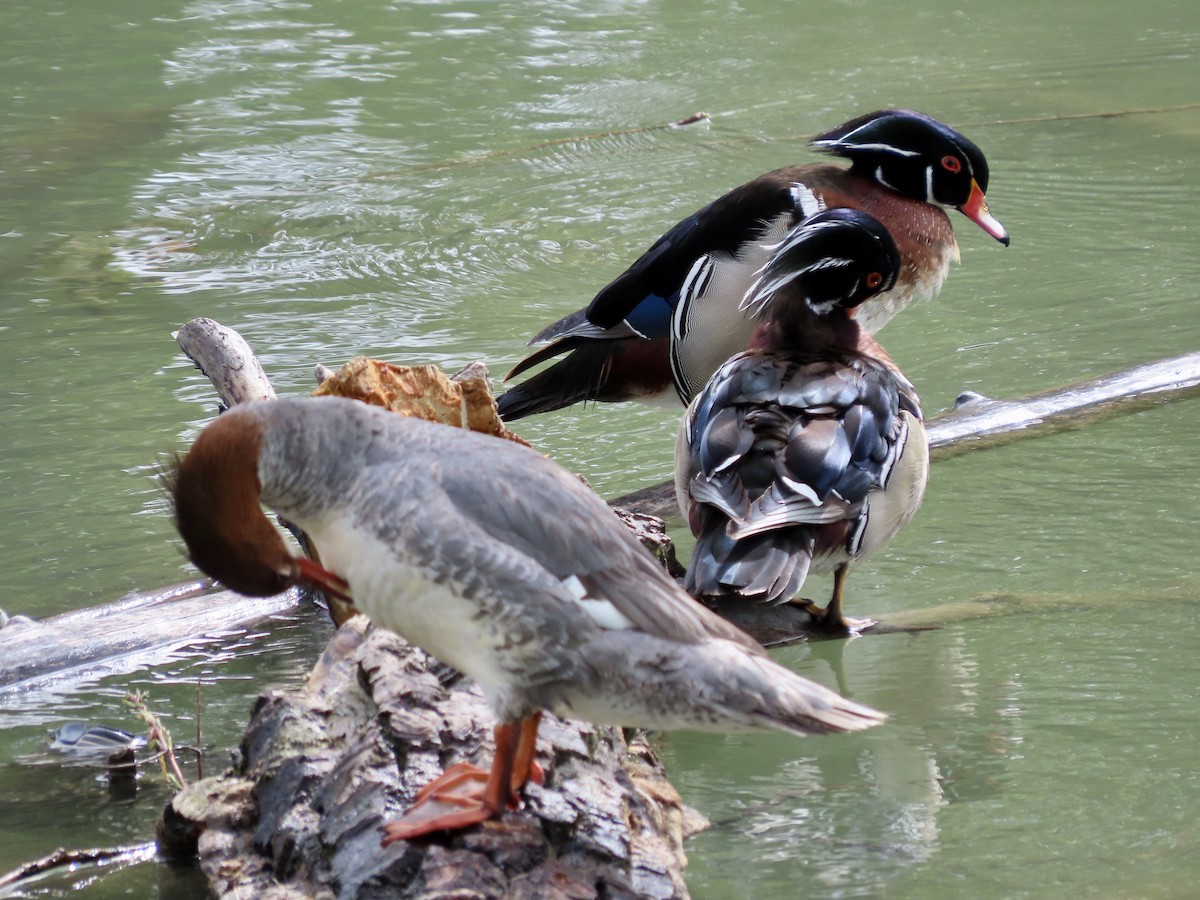 Wood Duck - ML619512792