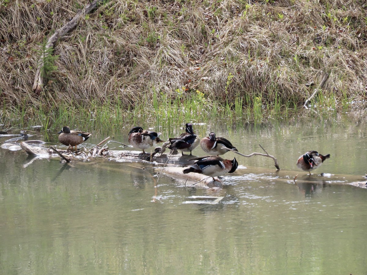 Wood Duck - Dona Trodd