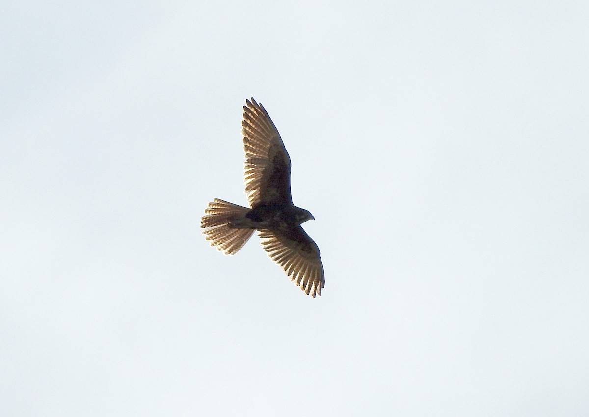 Brown Falcon - Marie Tarrant