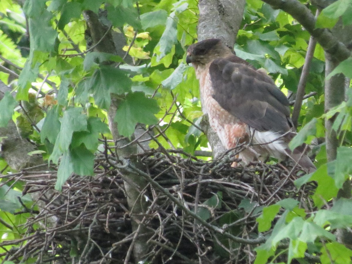 Cooper's Hawk - Pat Claussen