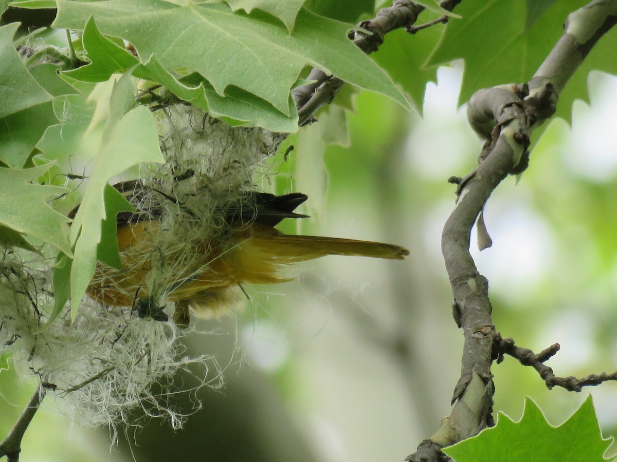 Baltimore Oriole - Christine W.