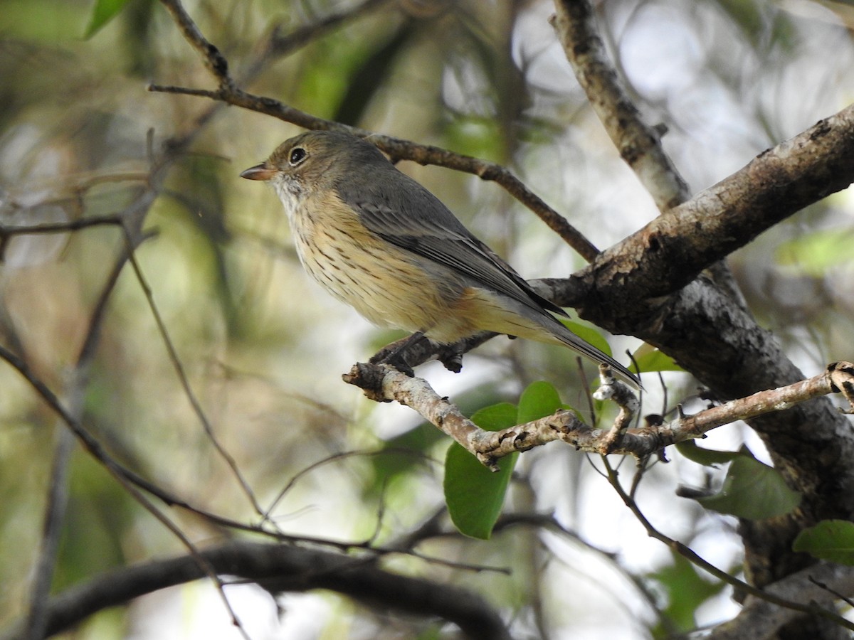 Rufous Whistler - ML619512811