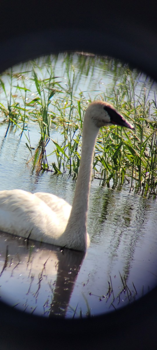 Trumpeter Swan - ML619512813