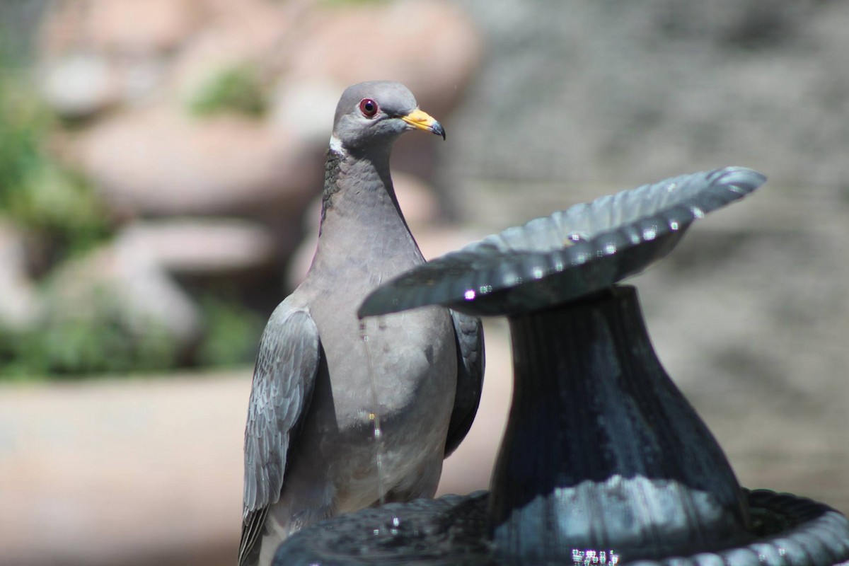 Band-tailed Pigeon - ML619512815