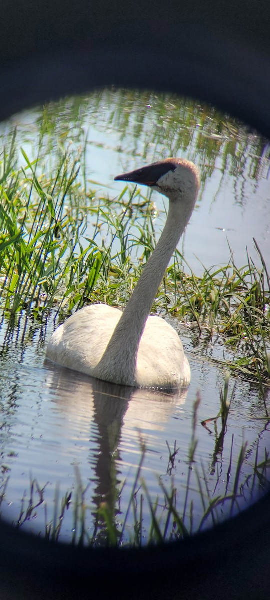 Trumpeter Swan - ML619512818