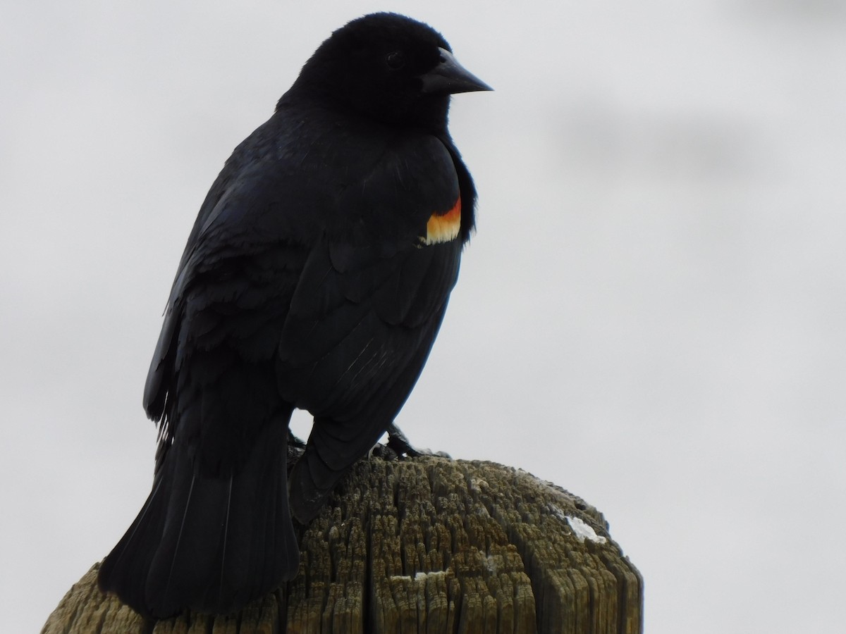 Red-winged Blackbird - Jon (Yonatan) Rubins