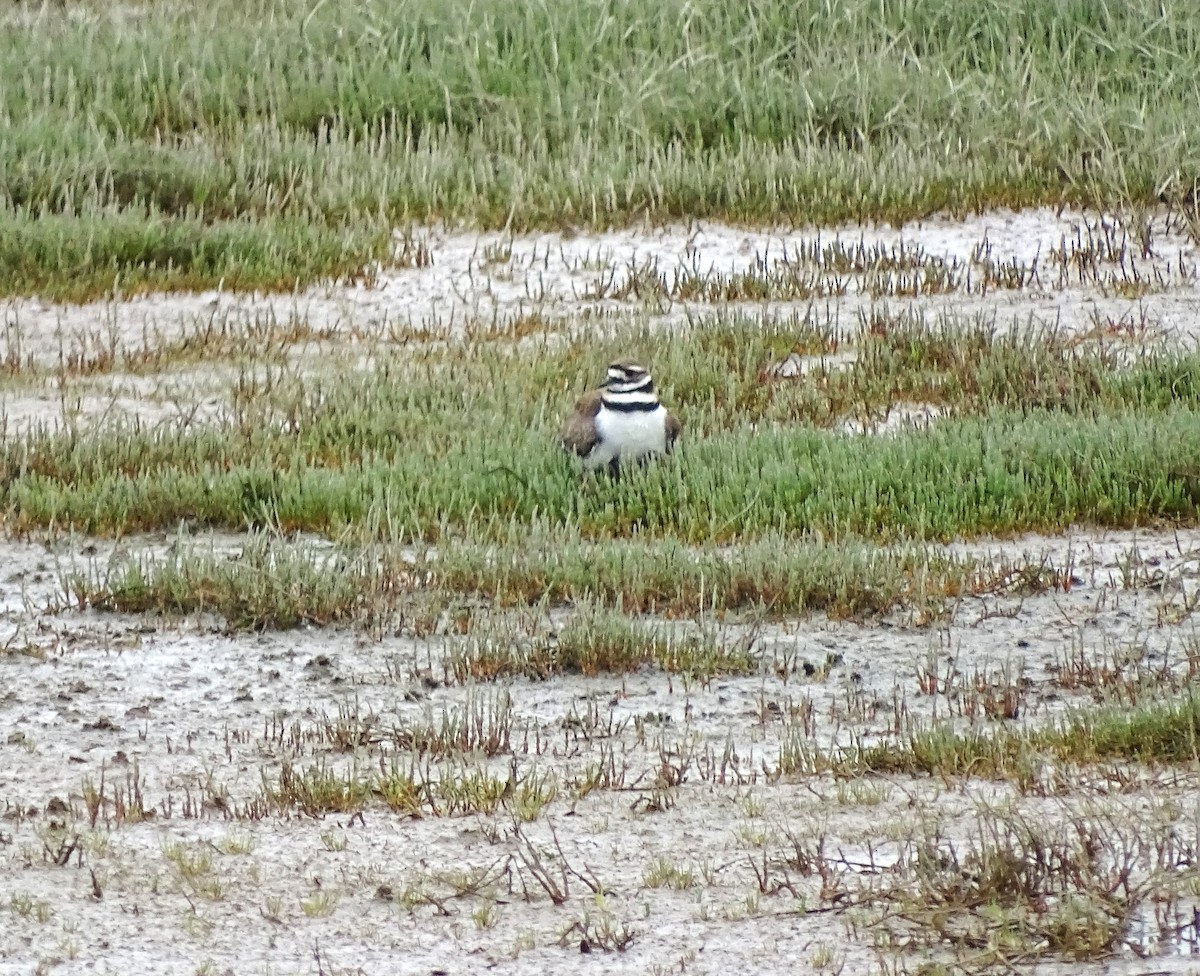 Killdeer - Diane Yorgason-Quinn