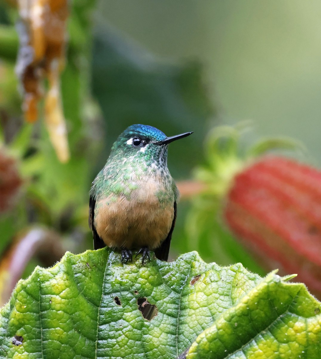 Long-tailed Sylph - Michael Smith