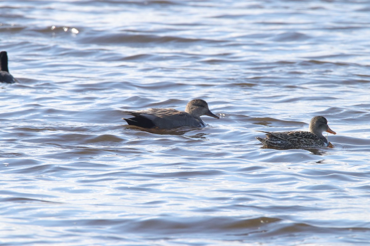 Gadwall - Jay & Judy Anderson