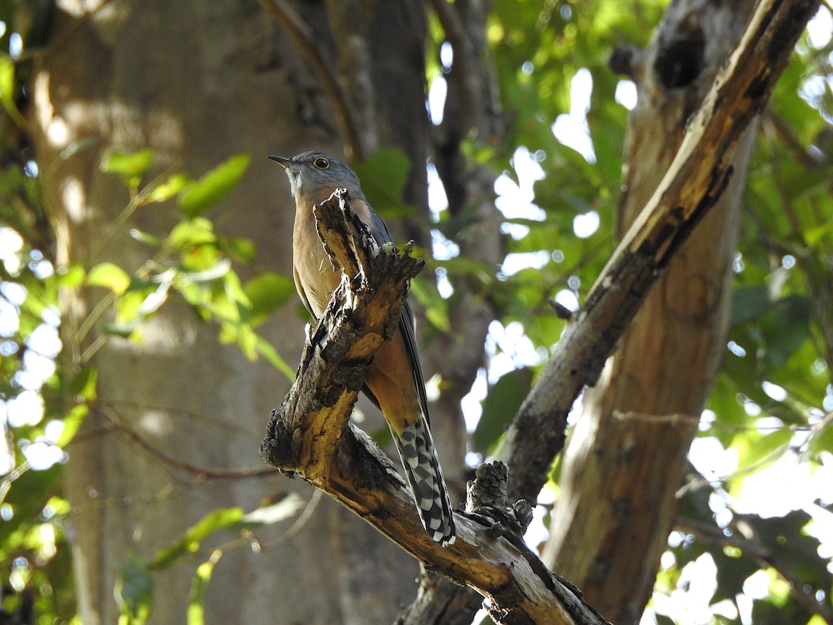 Fan-tailed Cuckoo - Marie Tarrant