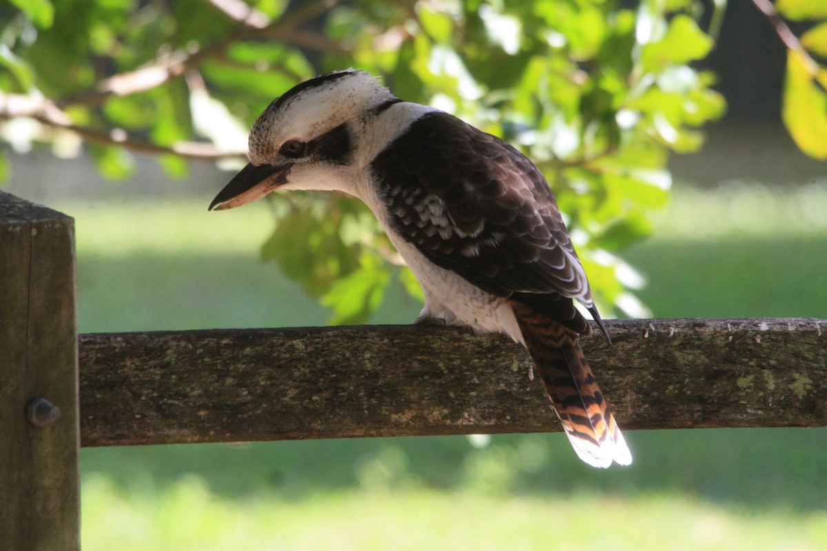 Laughing Kookaburra - Michael  Willis