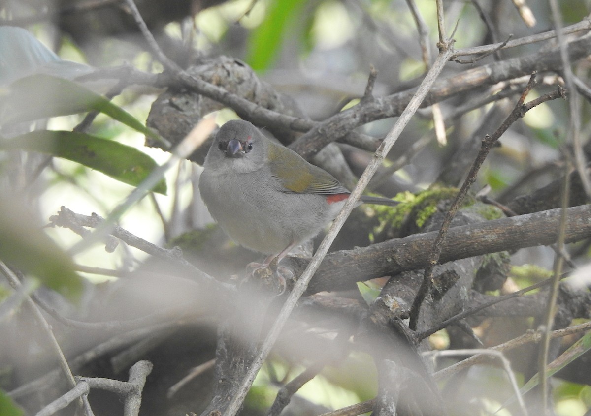 Red-browed Firetail - Marie Tarrant