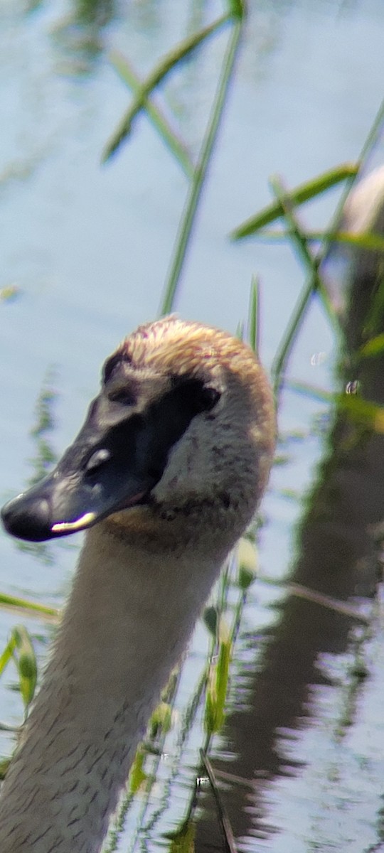 Trumpeter Swan - ML619512844