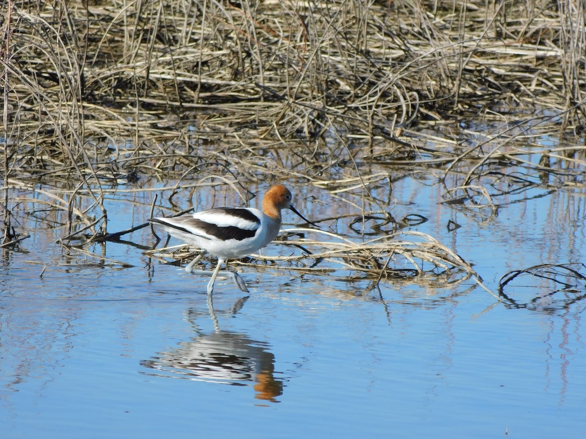 American Avocet - Jon (Yonatan) Rubins