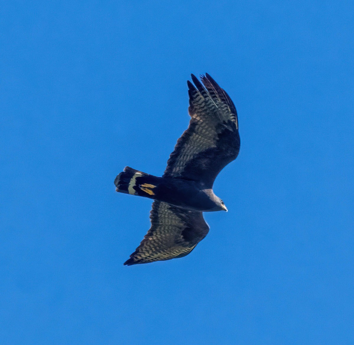 Zone-tailed Hawk - Eric Bodker