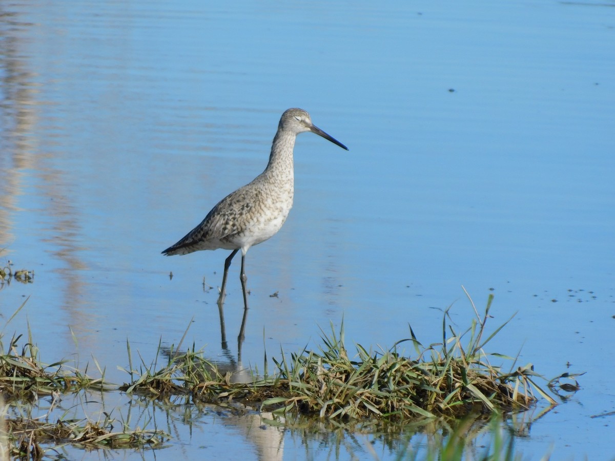 Willet - Jon (Yonatan) Rubins