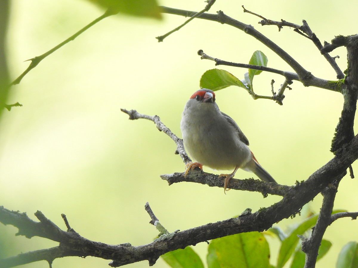 Red-browed Firetail - Marie Tarrant