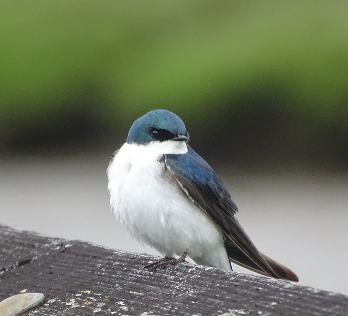 Tree Swallow - Diane Yorgason-Quinn