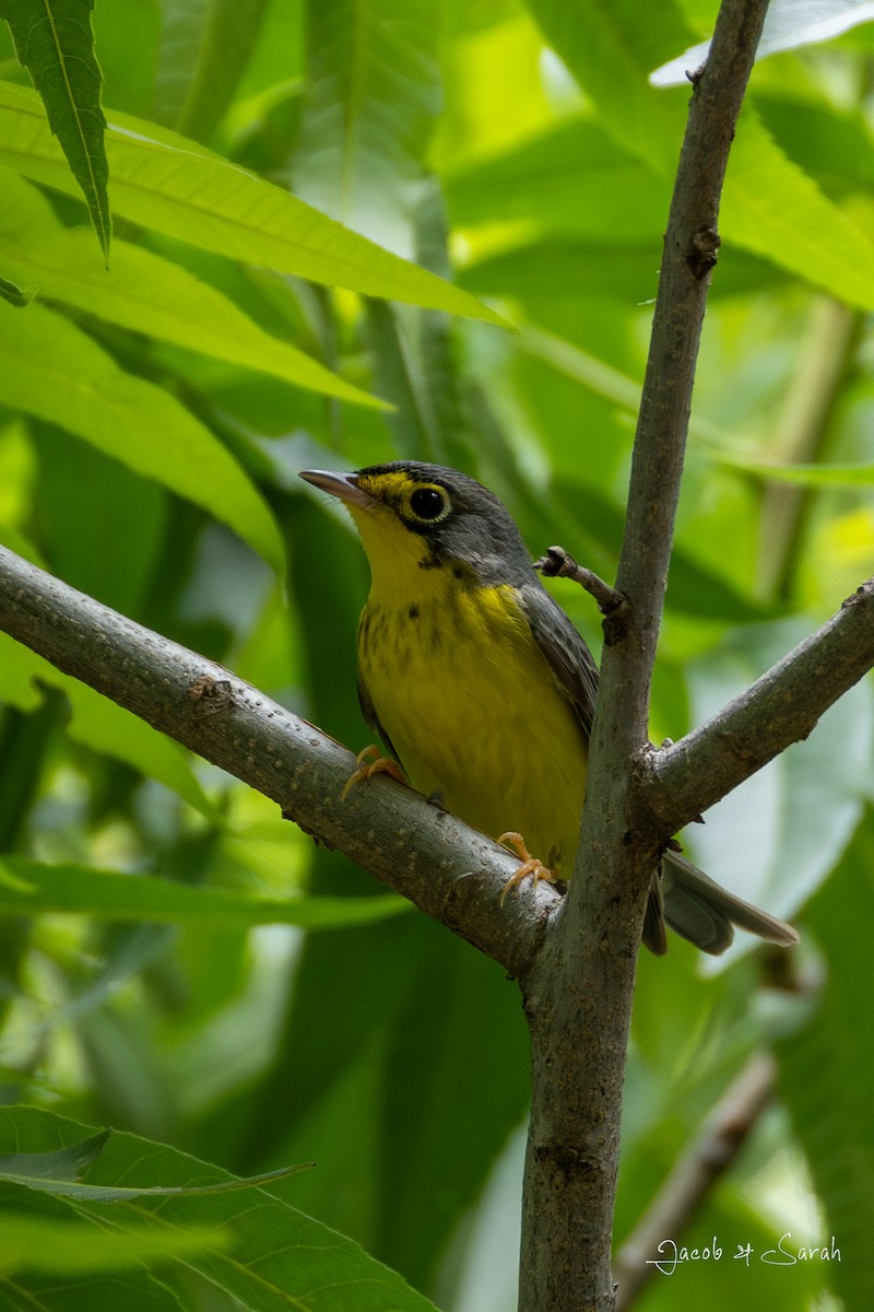 Canada Warbler - Jacob Bliss