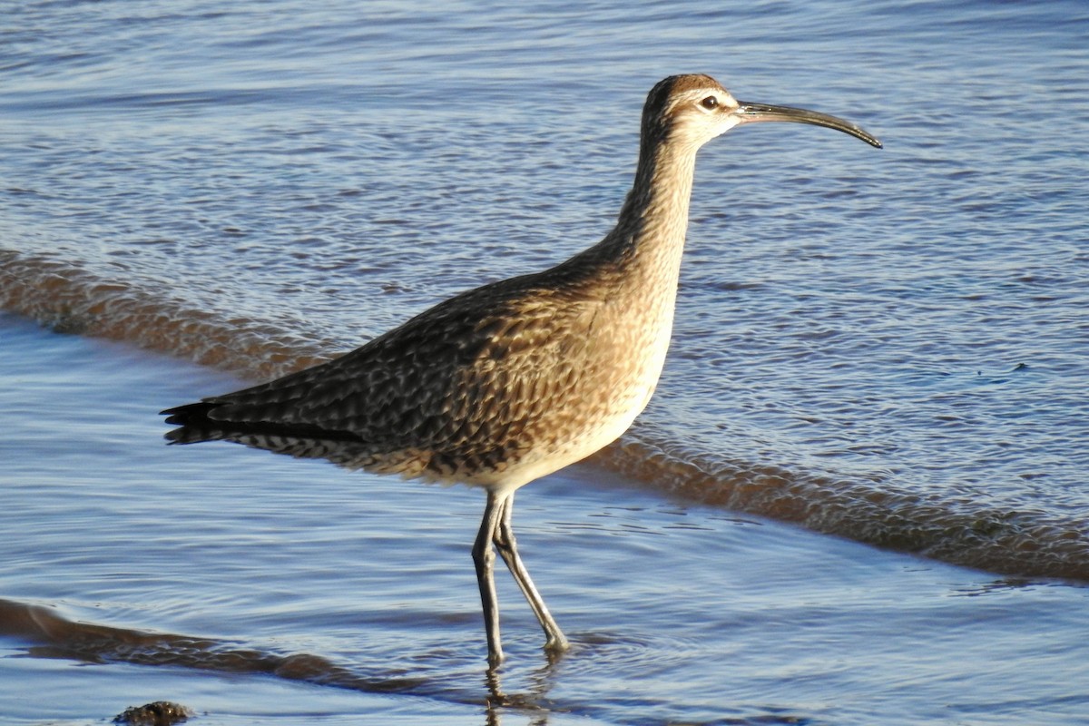 Whimbrel - Nancy Clogston