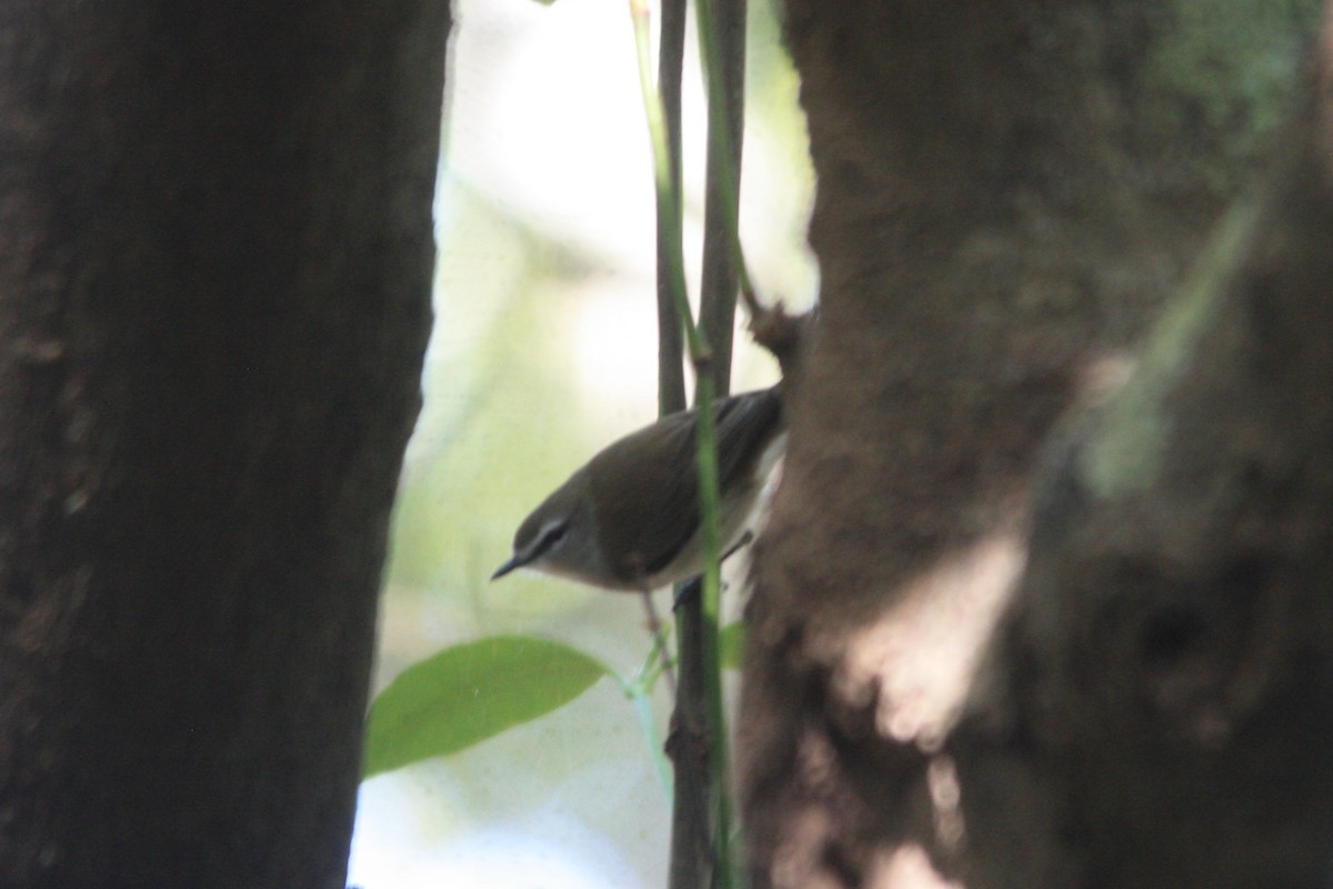 Mangrove Gerygone - ML619512861