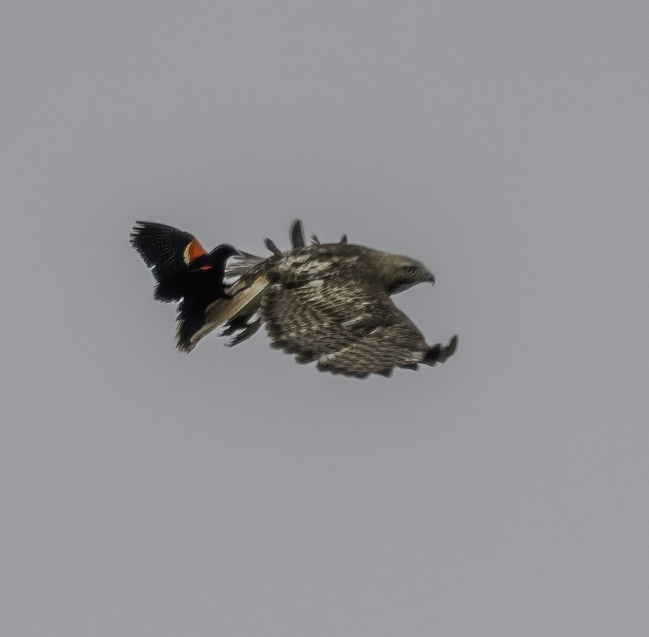 Red-winged Blackbird (Red-winged) - Gary Kurtz