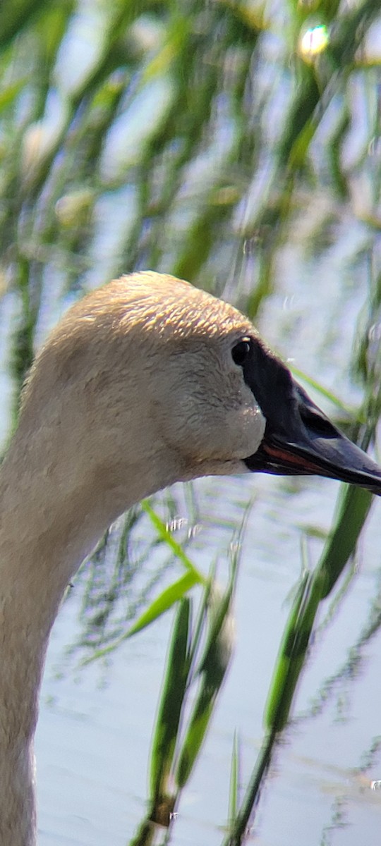 Trumpeter Swan - Ross Hoerman