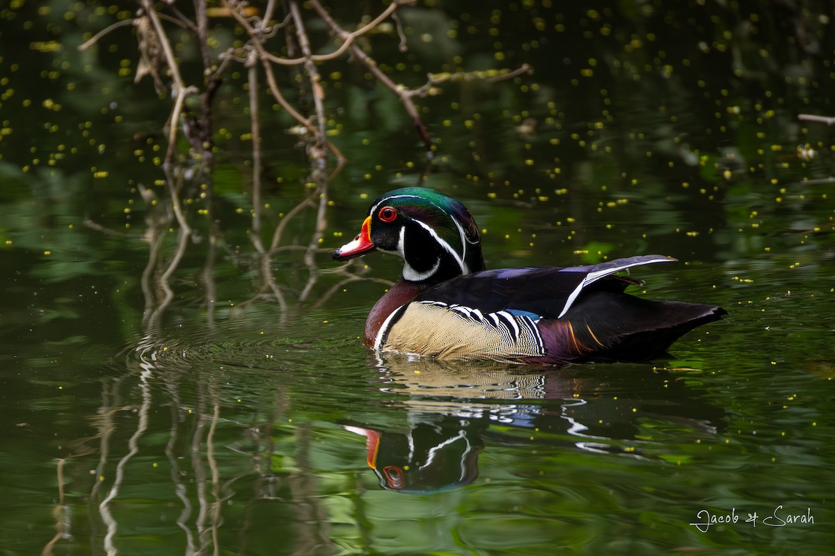 Wood Duck - ML619512866