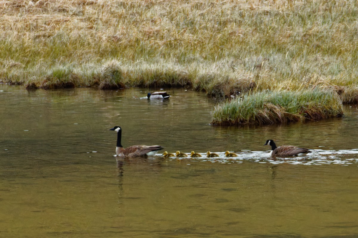 Canada Goose - ML619512868