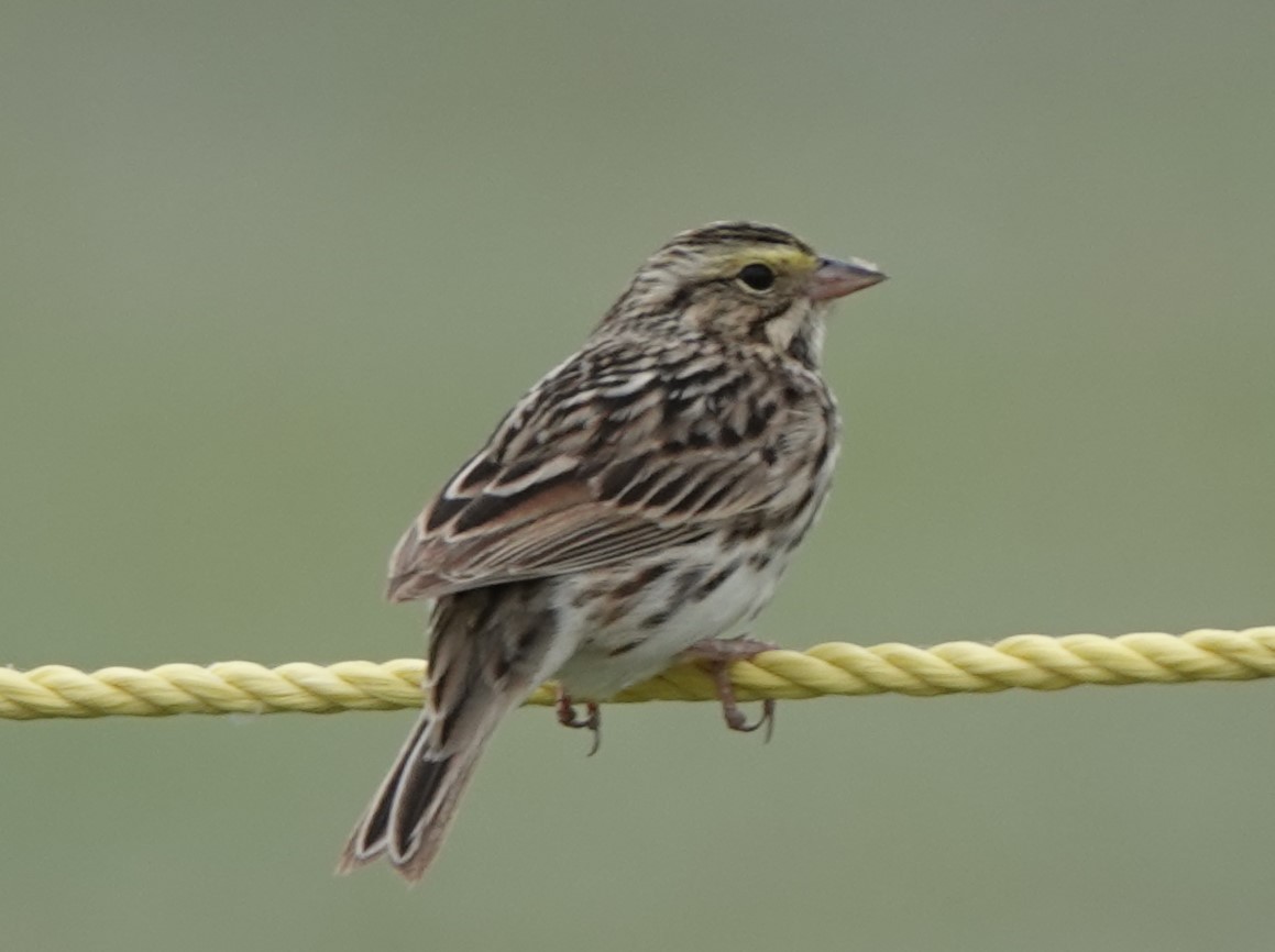 Savannah Sparrow - ML619512869