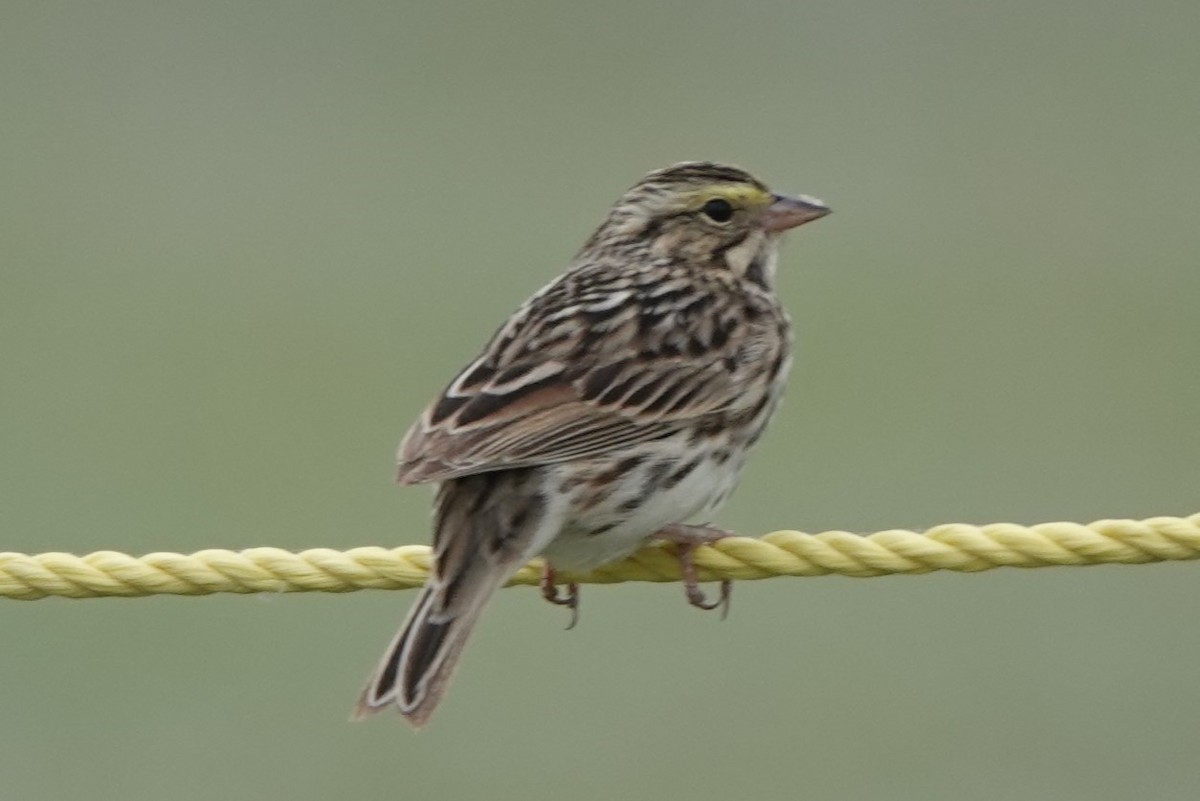 Savannah Sparrow - ML619512871