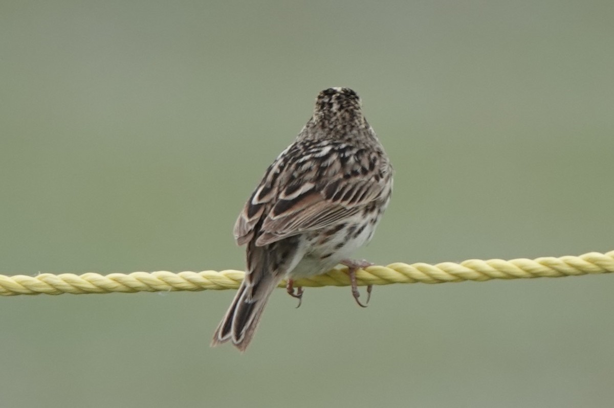 Savannah Sparrow - ML619512872