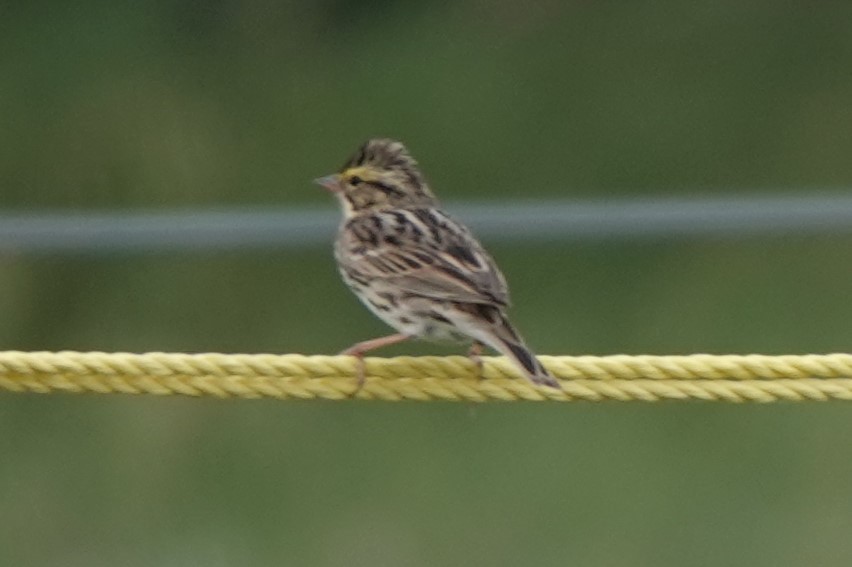 Savannah Sparrow - ML619512873