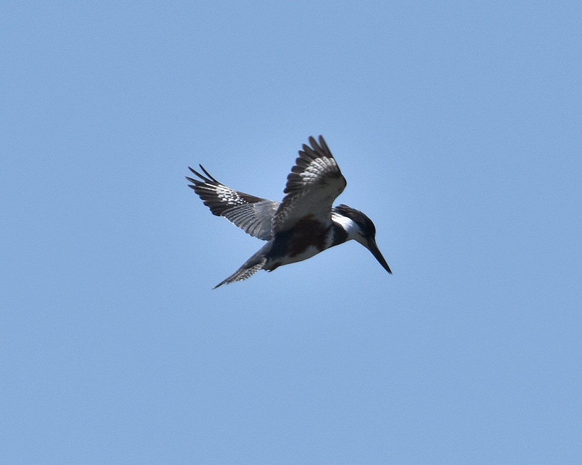 Belted Kingfisher - Brian Hicks