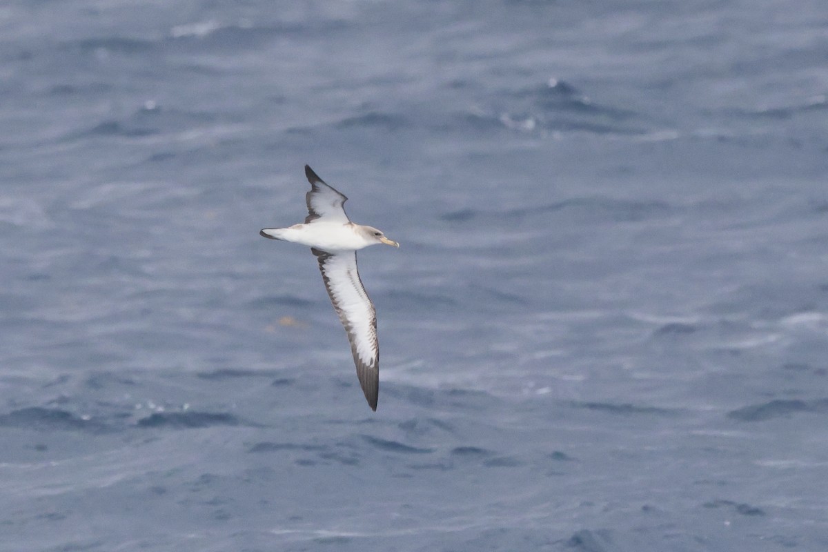 Cory's Shearwater (borealis) - Michael McCloy