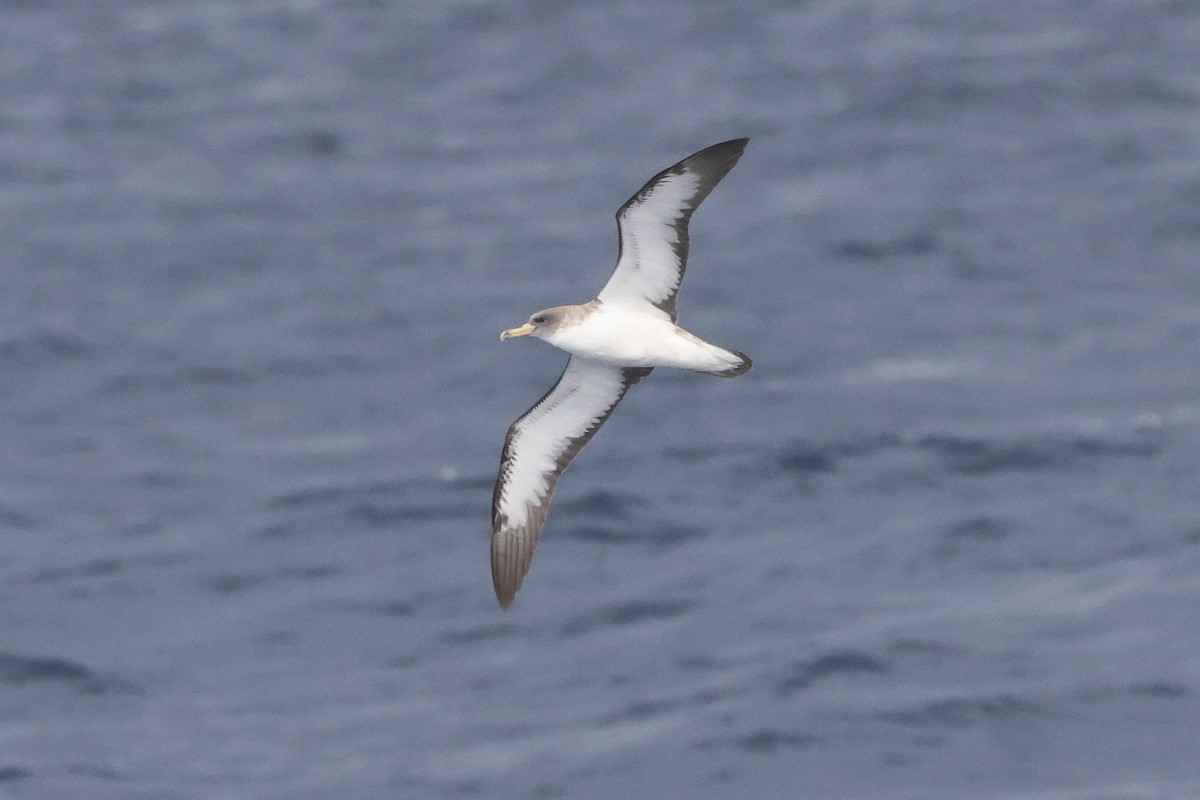 Cory's Shearwater (borealis) - Michael McCloy