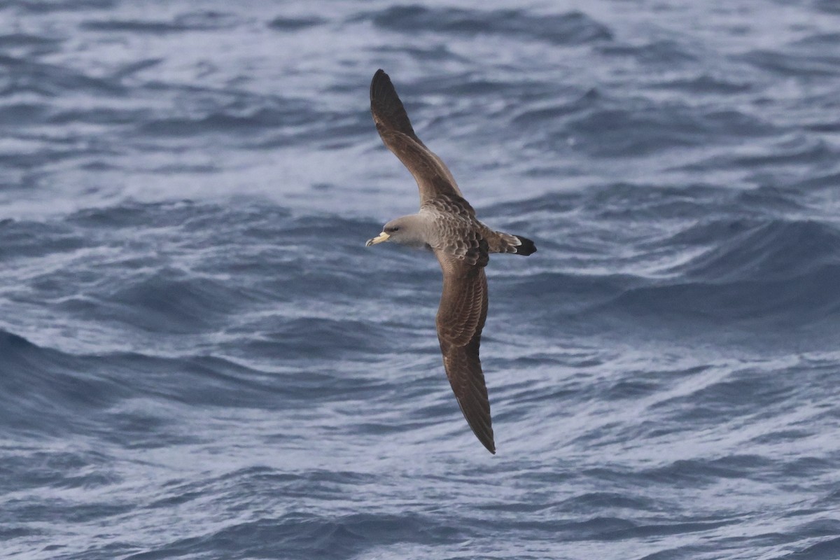 Cory's Shearwater (borealis) - Michael McCloy