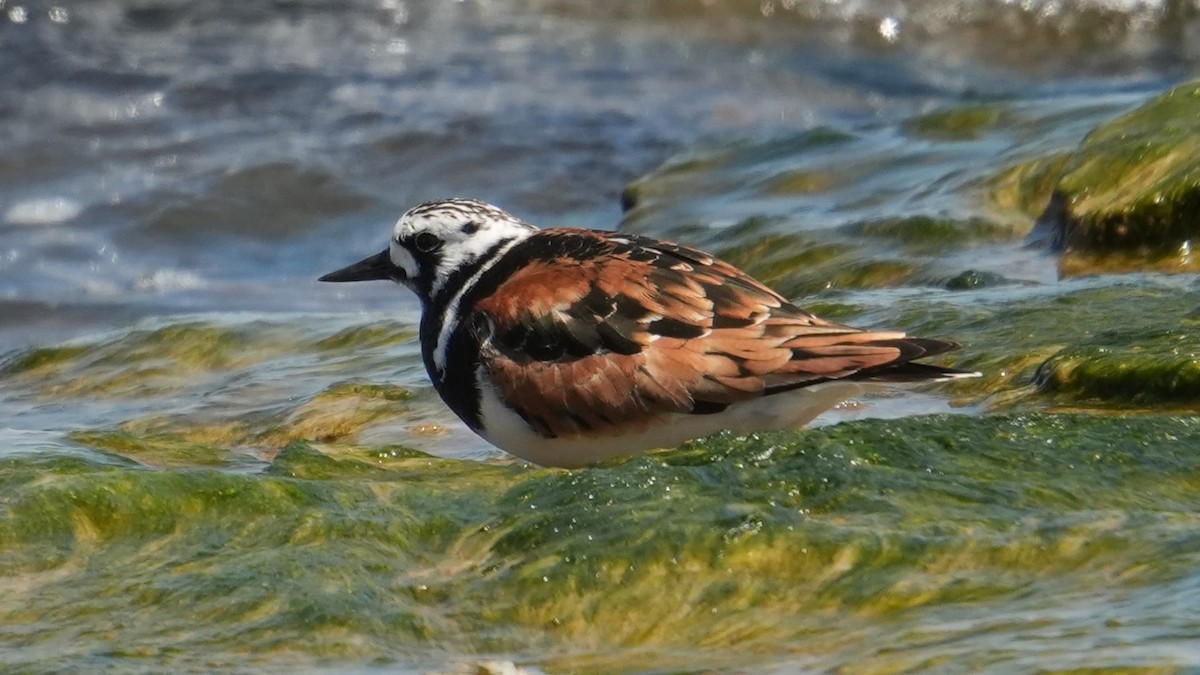 Ruddy Turnstone - Jon Bartell