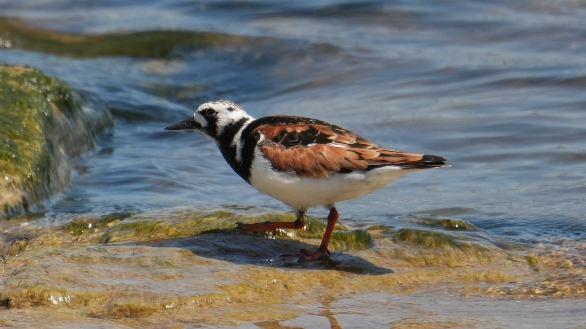 Ruddy Turnstone - Jon Bartell