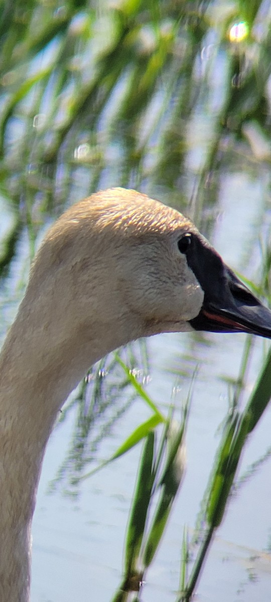 Trumpeter Swan - Ross Hoerman