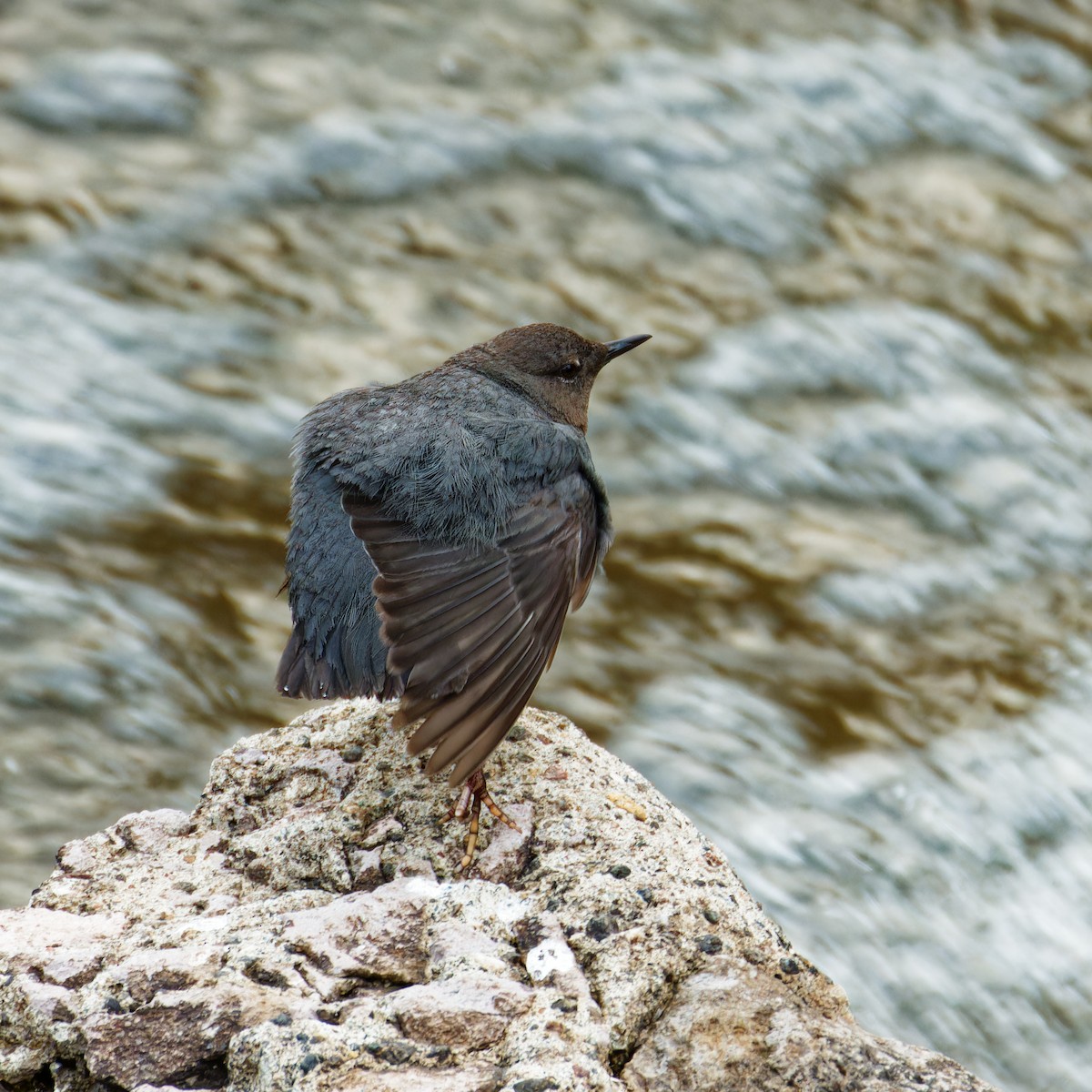 American Dipper - Ruogu Li