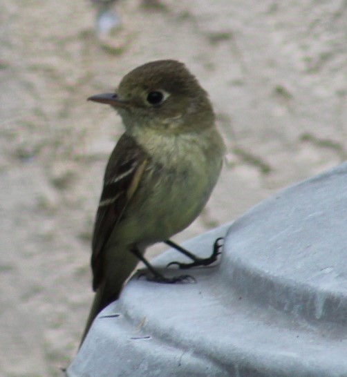 Western Flycatcher (Pacific-slope) - Richard Breisch