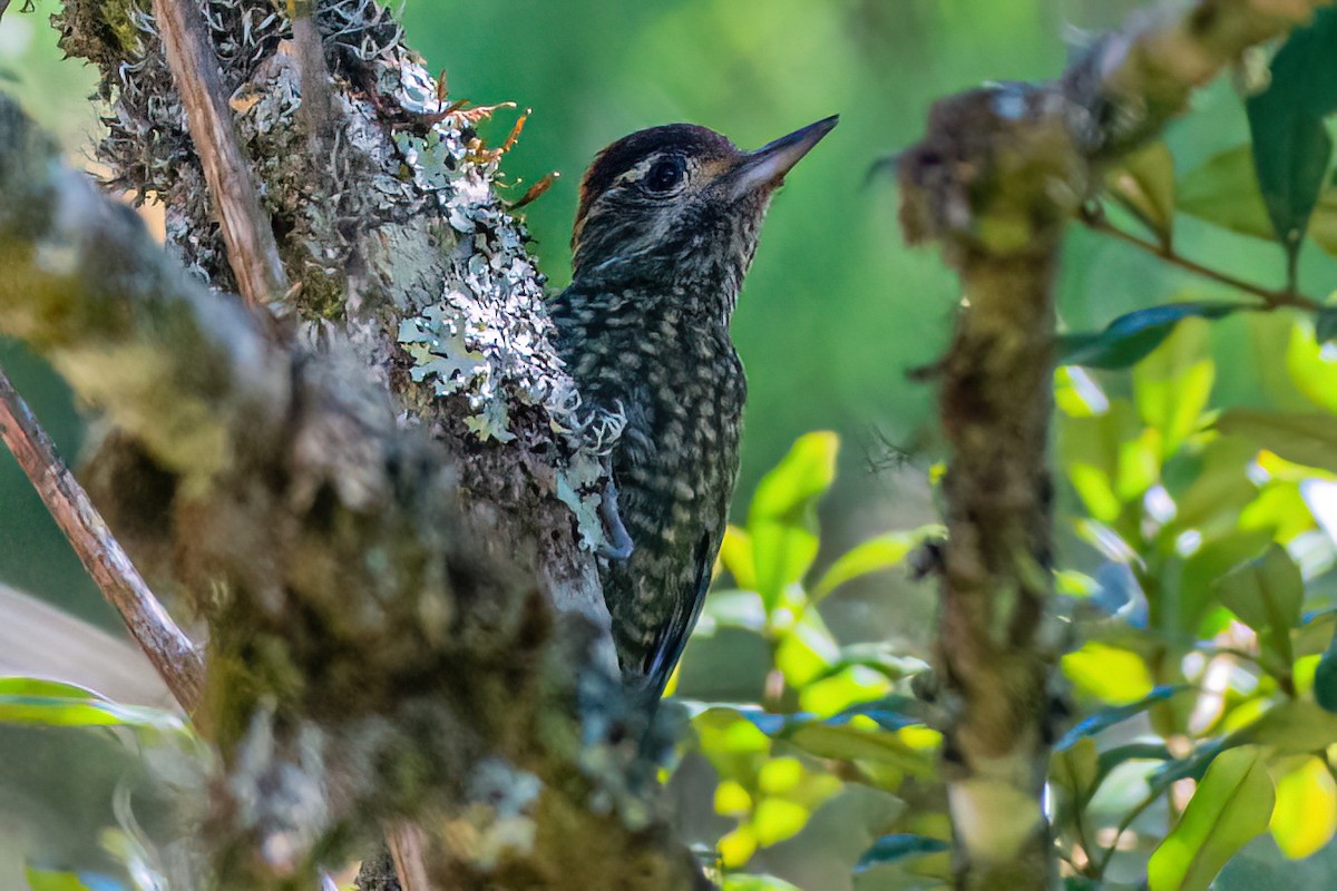 White-spotted Woodpecker - ML619512896